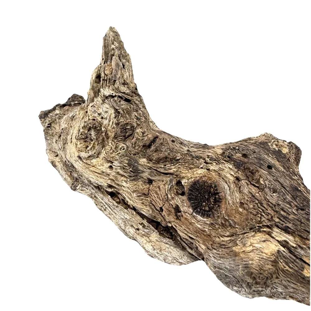 Irregular California Driftwood with Rich Grain & Natural Knots Coastal Wood Art